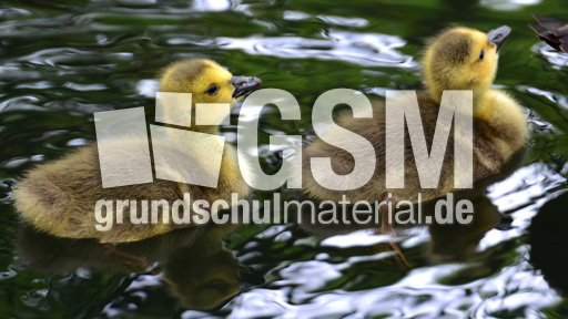 Kanadagansküken (6).jpg